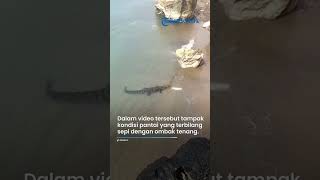 VIRAL! PENAMPAKAN BUAYA Raksasa di Pantai Maluku, Terekam Incar Para Pengunjung