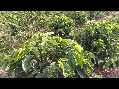 Caturra Chiroso (14 meses) Isnos-Huila,  Colombia