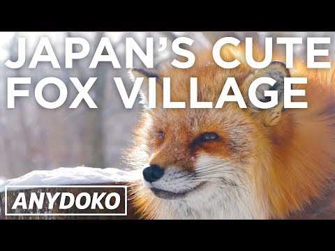 日本可愛的狐狸村 (Adorable Fox Village In Japan)