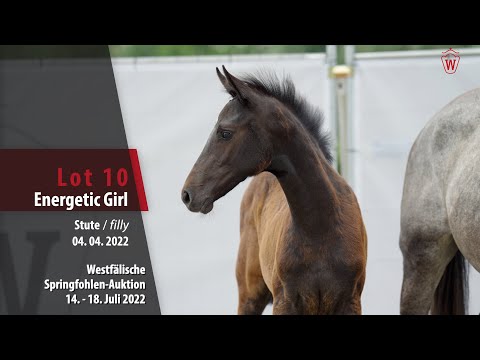 Springfohlen-Auktion Lot 10 Energetic Girl Stute v. Eldorado van de Zeshoek - Clarimo 1