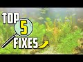 5 Reasons Your Aquarium Looks Cloudy And How To Fix It