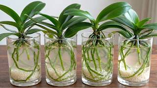 Amazing! How to grow orchids without watering and orchids bloom all 4 seasons.