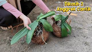 Download lagu Cara Menyelamatkan Anggrek yang Layu & Keriput Agar Segar Kembali! mp3