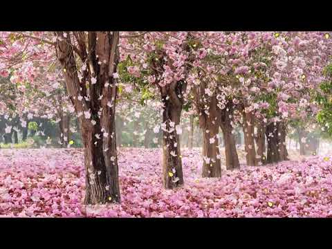 10 Hours of Relaxing Music - Sleep Music, Soft Piano Music & Healing Music by Soothing Relaxation