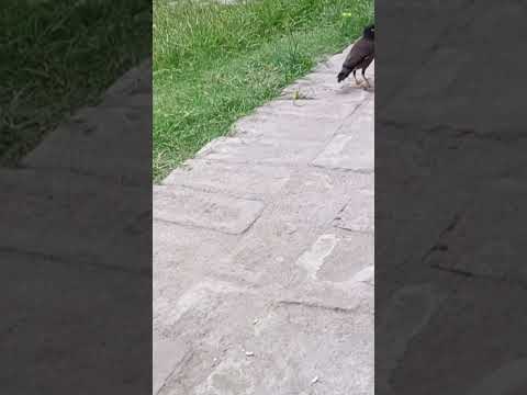 ##short##khola matha amar munni k nea katano akta murtto###