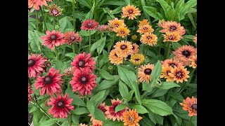 Mid July Backyard Cottage Garden Tour