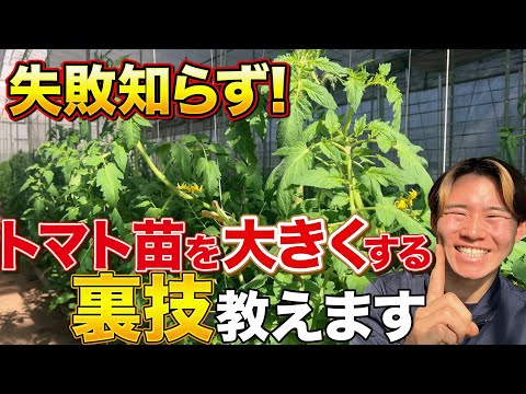 , title : '【失敗しない！】夏に大量収穫で嬉しい！この方法でトマトの苗を管理すれば大きくて良い苗に育ちます！'