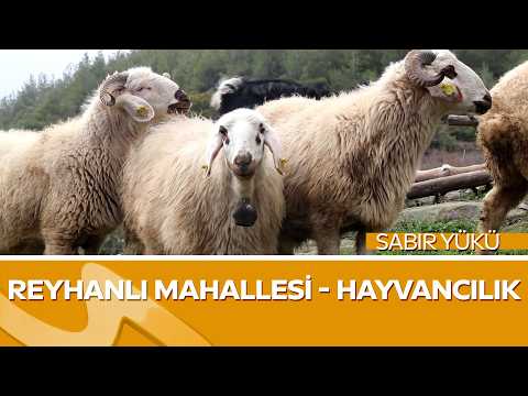 Kahramanmaraş’ta Hayvancılık Serüveni | Rüstem Kar Abimizin İlham Veren Hikayesi
