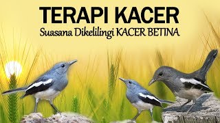 Download lagu Terapi Kacer, Suara Kacer Betina Bersautan mp3