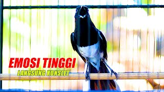 Download lagu KACER NGAMOK EMOSI TINGGI NEMBAK NEMBAK, BIKIN KACER LAIN LANGSUNG KONSLET mp3 Download lagu KACER NGAMOK EMOSI TINGGI NEMBAK NEMBAK, BIKIN KACER LAIN LANGSUNG KONSLET mp3