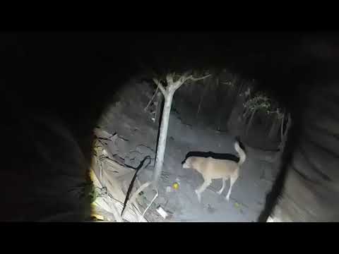 Fiz uma Ronda pela minha casa às 3:00 da manhã aqui em São Miguel do Guamá