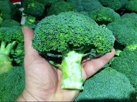 WSZYSTKO o uprawie - Brokuł - uprawa warzyw | infoUprawa
