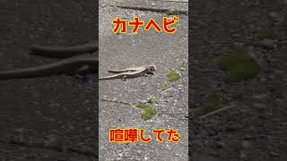 Lizards fighting #lizard #animal #fight