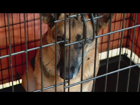 Best Friends in Bentonville hosts second annual sleepover - YouTube