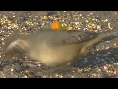 La vida del Pepitero de collar Saltator arurantiirostris Esperanza Santa Fe  Argentina 2026