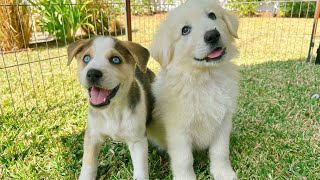 My BIGGEST Puppy Versus My Smallest One