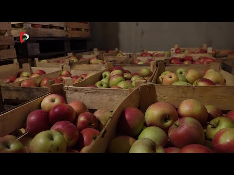 Pannon Gazda – 2025.10.24.