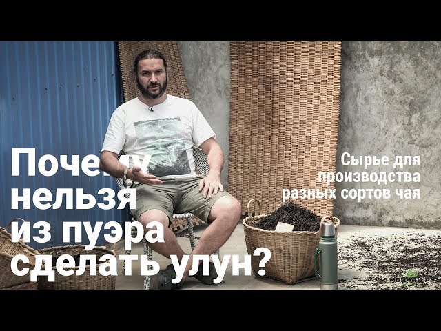 Почему нельзя сделать из пуэра улун? Сырьё для производства чая.