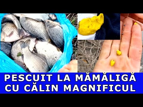 PESCUIT LA MĂMĂLIGĂ CARAS SĂLBATIC ÎN BARAJUL  JIU -ÎNAINTE DE CRĂCIUN