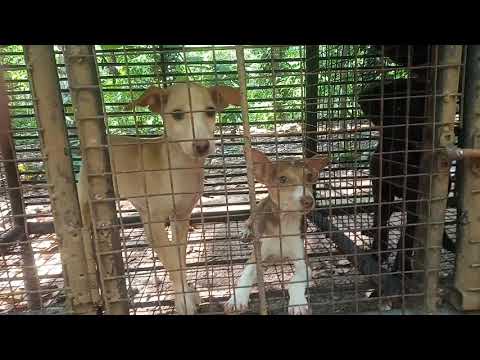 Appu kennals ranni perunad