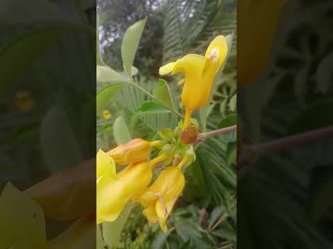 lindas saudades do Piauí