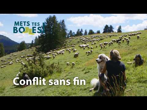 Loups et bergers : une cohabitation impossible ?