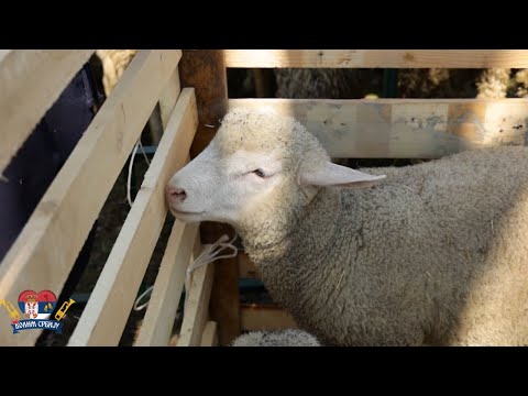 Volim Srbiju ep. 129 20.04.2022. Ovčarski dani, Sakule