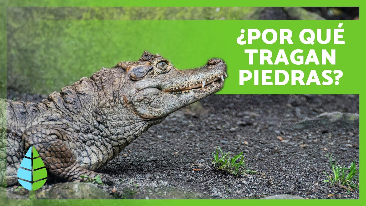 10 CURIOSIDADES de los COCODRILOS 🐊 | ¿Pueden Medir Hasta 6 Metros?