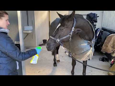 RSC Zeewolde - Ochtend routine op stal