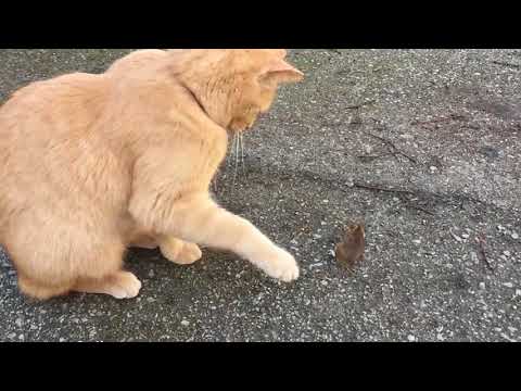 Trigger Warning!!! Cat kills mouse! Horrorfilm for mice: 