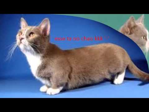 Top gatos rebaixados ao limite