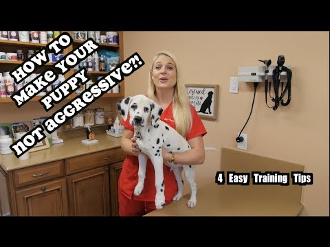 What to do if your Puppy is Agressive | Aggressive puppies