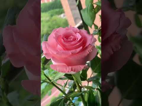 beautiful 😎😎😎#Grewal Short