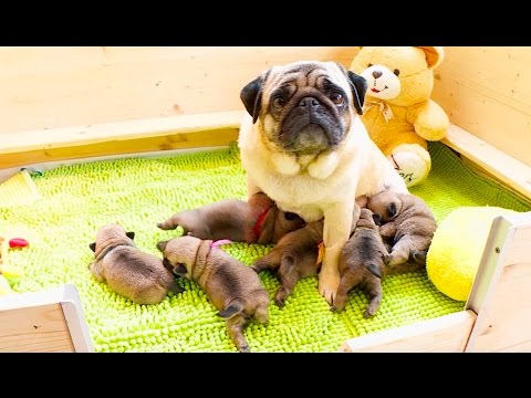 Die Schmid Seidl´s bei einer Mops-Züchterin