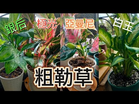亞曼尼粗肋草