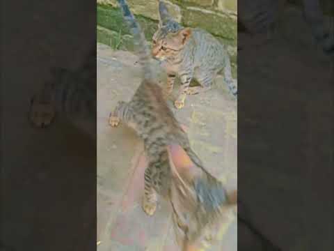 #cat #funny #cute #catvideos #catshorts #catlovers