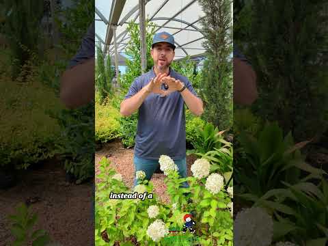 Panicle Hydrangeas Are Built Different 💪🌿