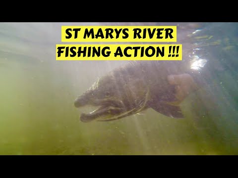 St. Marys River Steelhead & Salmon Action