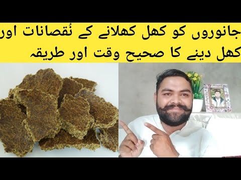 janwar ko khal banola dainy ke nuqsanaat || Animal Informer TV
