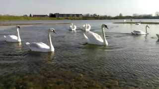 preview picture of video 'Swans on Banja Lake, Vinkovci, Croatia'