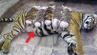 Tiger Mom Adopts Piglets? Dark Truth