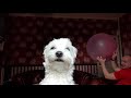 Super Wubble Ball Catchers Surprise Appearance By Angel