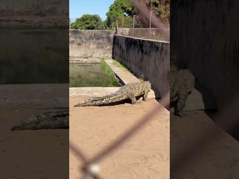 Sly Gator. 🐊 #animals #wildlife #salima #viral #nature #reels #africa #malawi #southafrica