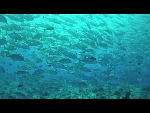 Safari auf der Ocean Hunter III