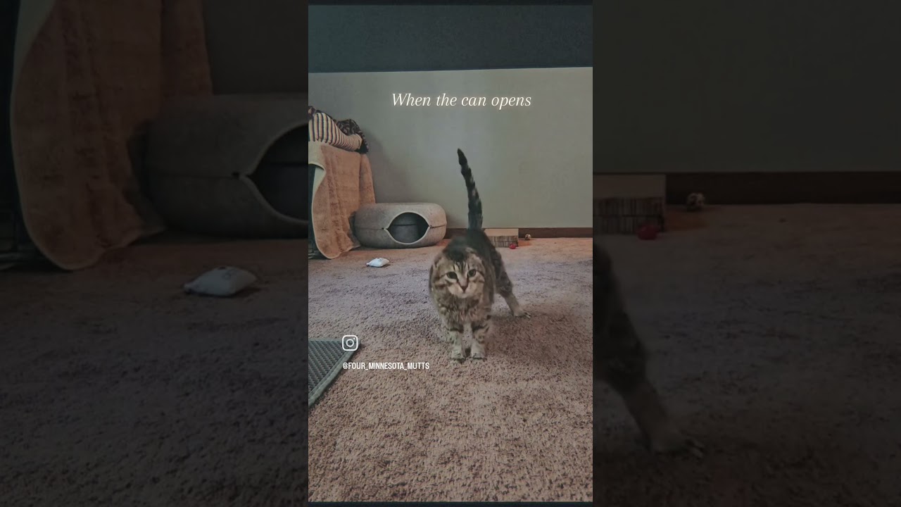 Enlarge Sparky, a Adoptable Domestic Short Hair in St. Paul, MN video 6/6