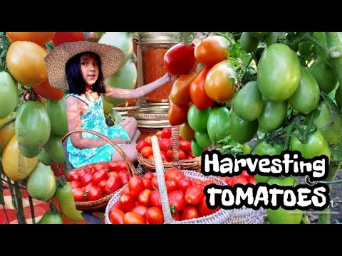 , title : 'Panen Tomat dan Membuat Pasta - Berkebun di Amerika - Harvest Tomatoes and make Spaghetti sauce'