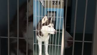 Video preview image #1 Siberian Husky Puppy For Sale in Pasadena, CA, USA