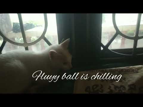 i am not sure it is volg 😂