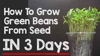 How To Plant Green Beans From Seed in 3 Days | Green Bean Growing Time Lapse