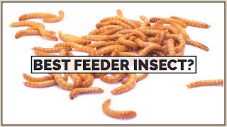 Crickets VS Mealworms VS Dubia Roaches | The Best Feeder Insect